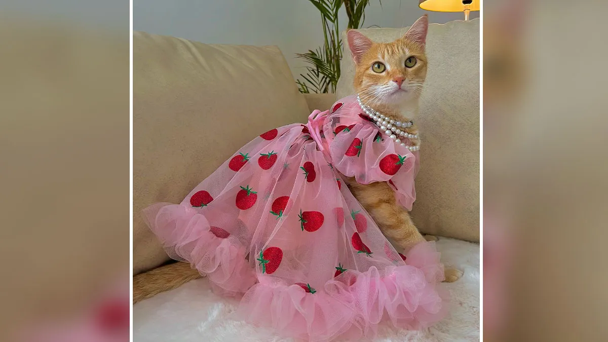Meet August, The Fashion-Forward Cat Taking The Internet By Storm (40 Pics)
