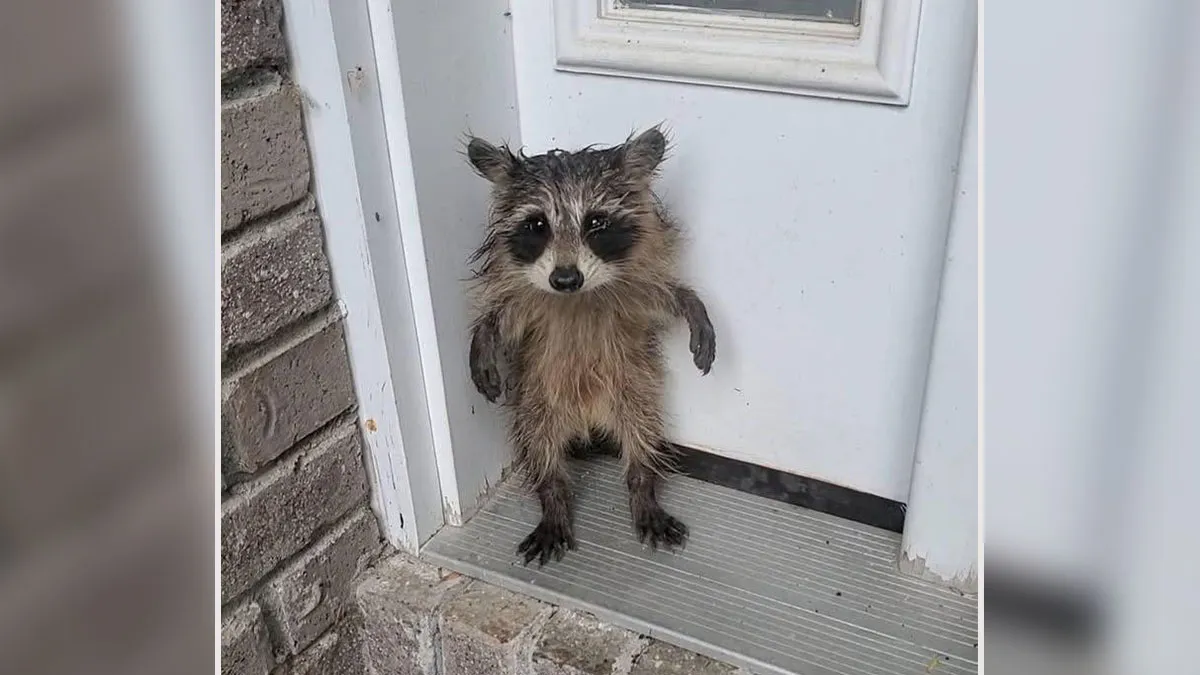 Baby Raccoon Rescued In The Most Wholesome Way After Getting Stranded On Doorstep In Heavy Rains