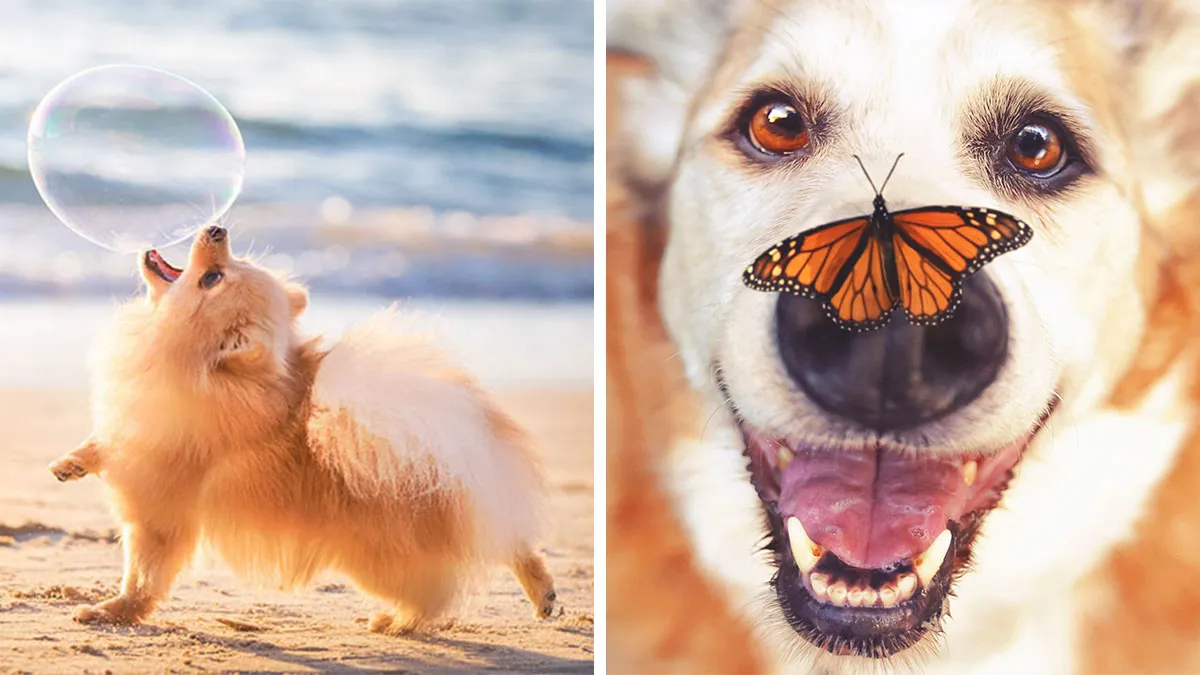 30 Paw-Some Dog Photos Captured By The Bored Panda Community