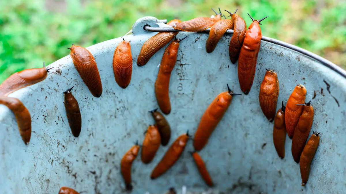 Woman Discovers Her Illness Was Caused By Boyfriend Secretly Feeding Her Slugs (Trigger Warning)
