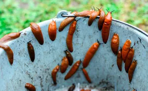Woman Discovers Her Illness Was Caused By Boyfriend Secretly Feeding Her Slugs (Trigger Warning)