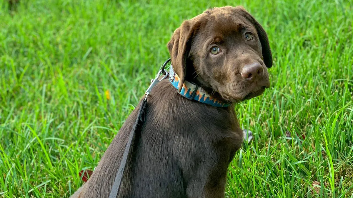 Meet Breuer, The Labrador Who’s Turning Instagram Into A Happier Place