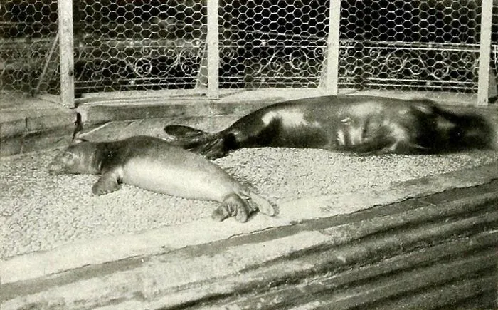 Caribbean Monk Seal - Extinct 1952