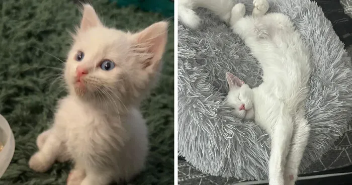Always Wanted A Cat, Look What My GF Found On A Rainy Day…