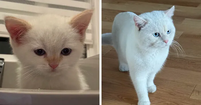 White kitten and grown cat side by side, showing the cat distribution system working out perfectly over time