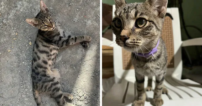 Two tabby cats with striped and spotted fur patterns, showcasing a perfect cat distribution system in natural light.