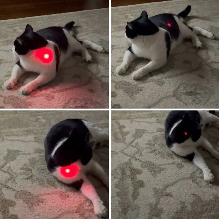 Gato blanco y negro con puntero láser rojo en diferentes posiciones sobre alfombra, imagen comparativa del mundo actual.