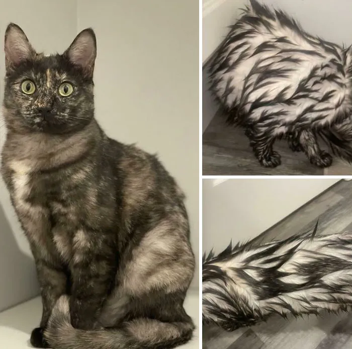 Aspecto normal de mi gata vs. aspecto mojado (carey ahumada)