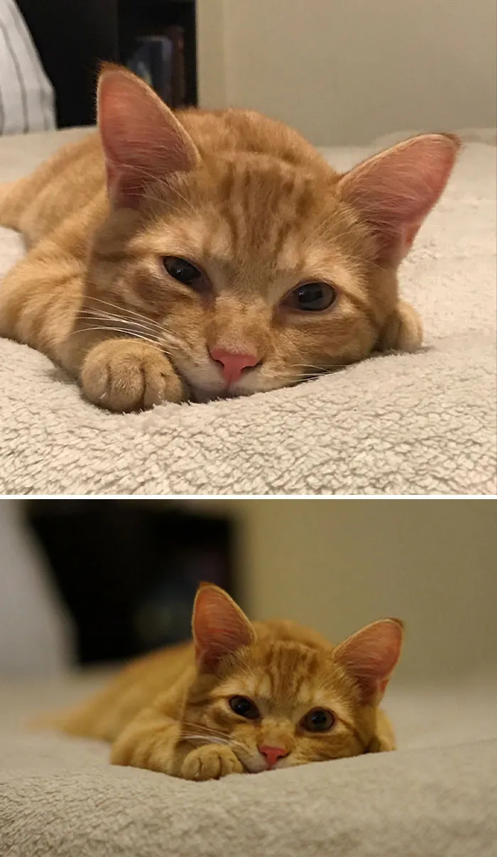 Fotos de mi gato en la misma pose, tomadas con un iPhone y una cámara reflex digital (ambas sin retoques)