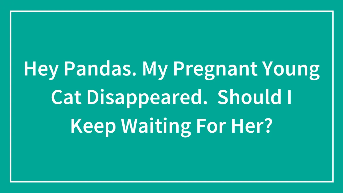 Hey Pandas, My Pregnant Young Cat Disappeared — Should I Keep Waiting For Her? (Closed)