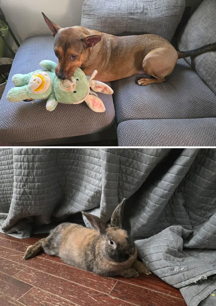 My Husband Told Me The Dog Has My Rabbit. What He Meant vs. What I Thought He Meant