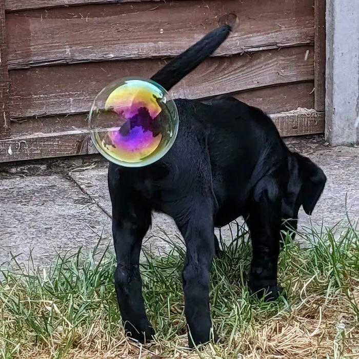 Blursed Puppy