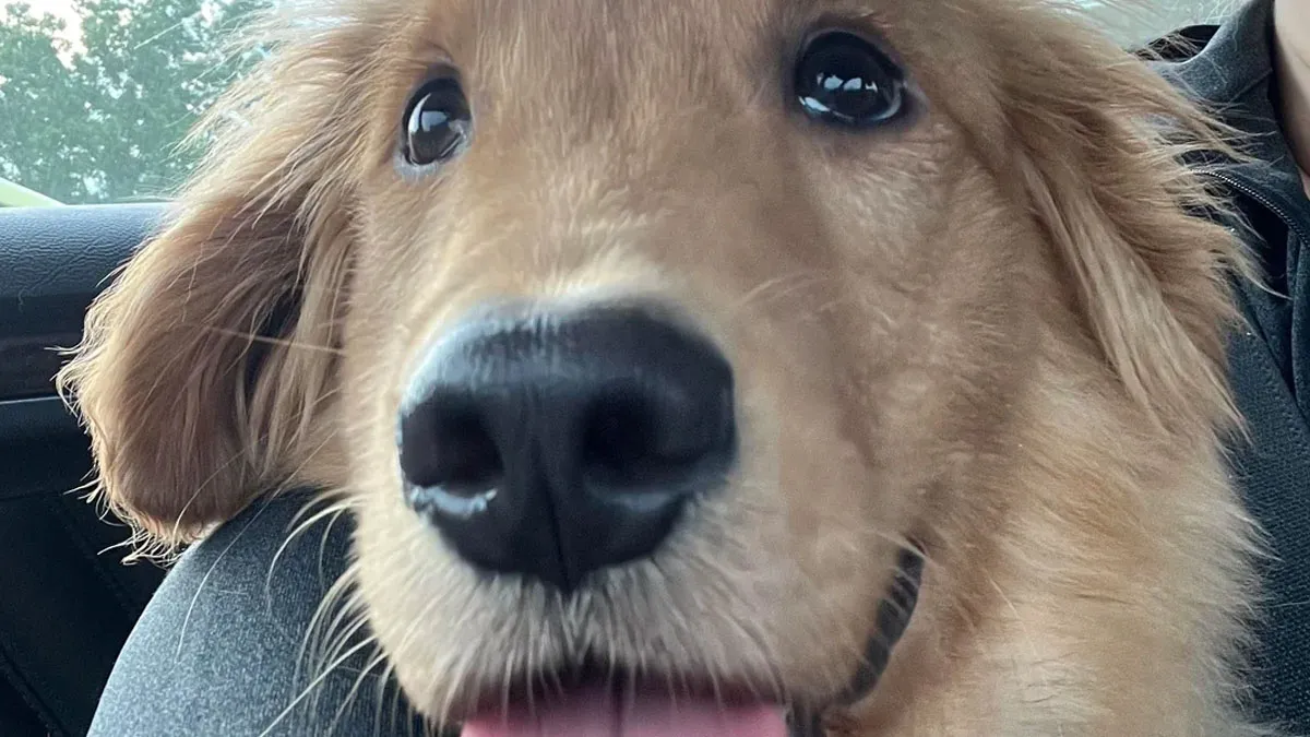 50 Joyful Faces Of Pets Who Finally Found Their Forever Homes (June Edition)