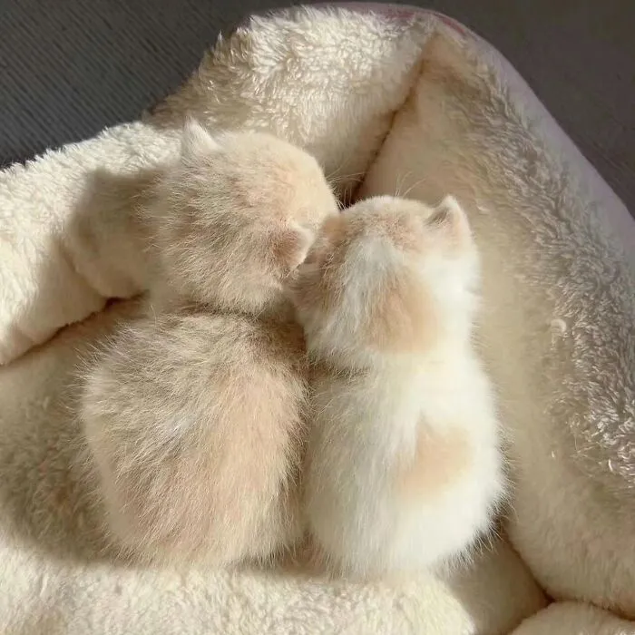 Beware, For These 44 Adorable Pet Pics Are Here To Melt Your Heart Right Away
