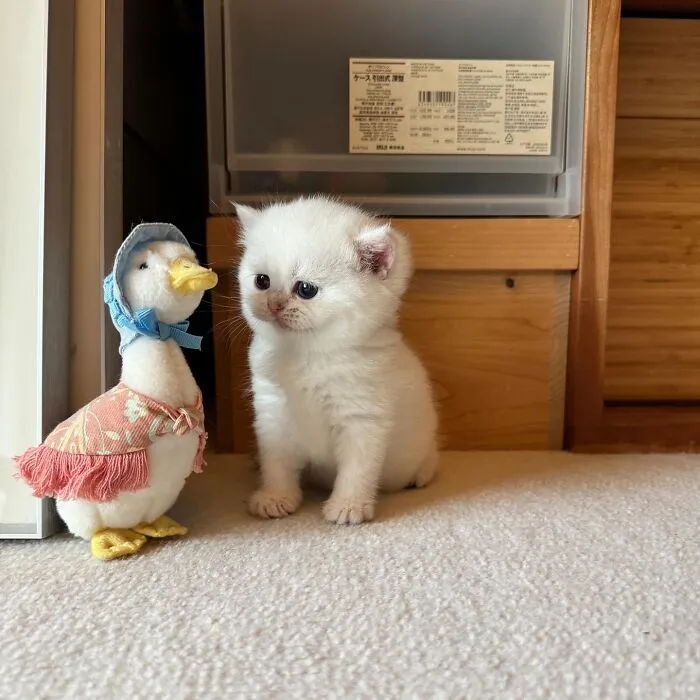 Beware, For These 44 Adorable Pet Pics Are Here To Melt Your Heart Right Away