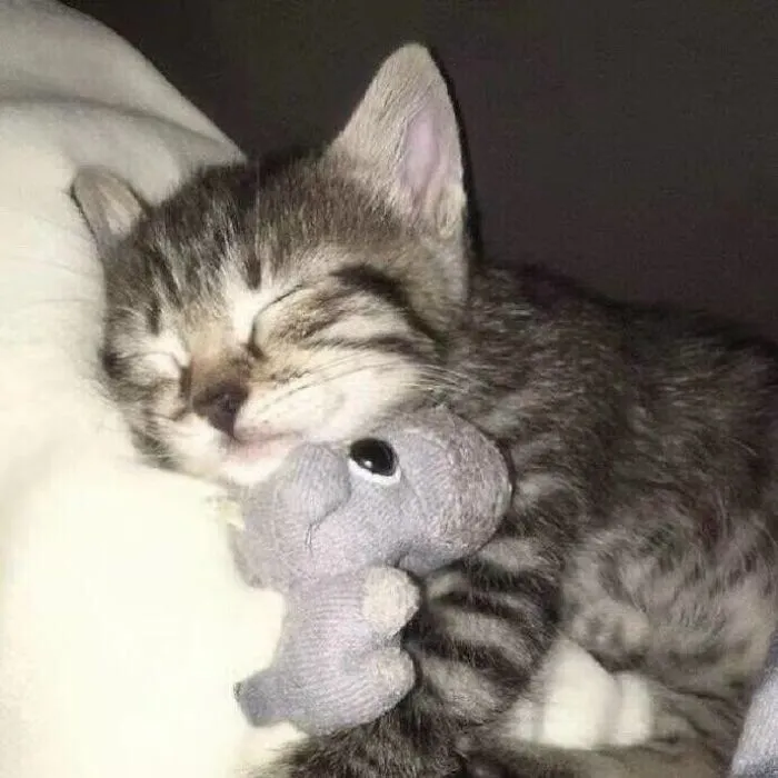 Beware, For These 44 Adorable Pet Pics Are Here To Melt Your Heart Right Away