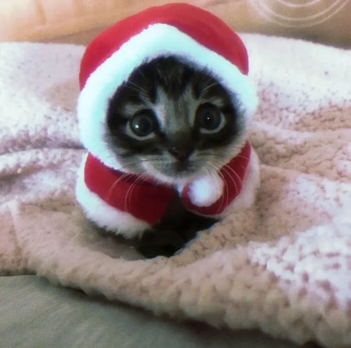 Beware, For These 44 Adorable Pet Pics Are Here To Melt Your Heart Right Away