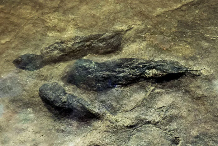 The Oldest Dinosaur That We Know Of Lived As Far Back As 237 Million Years Ago