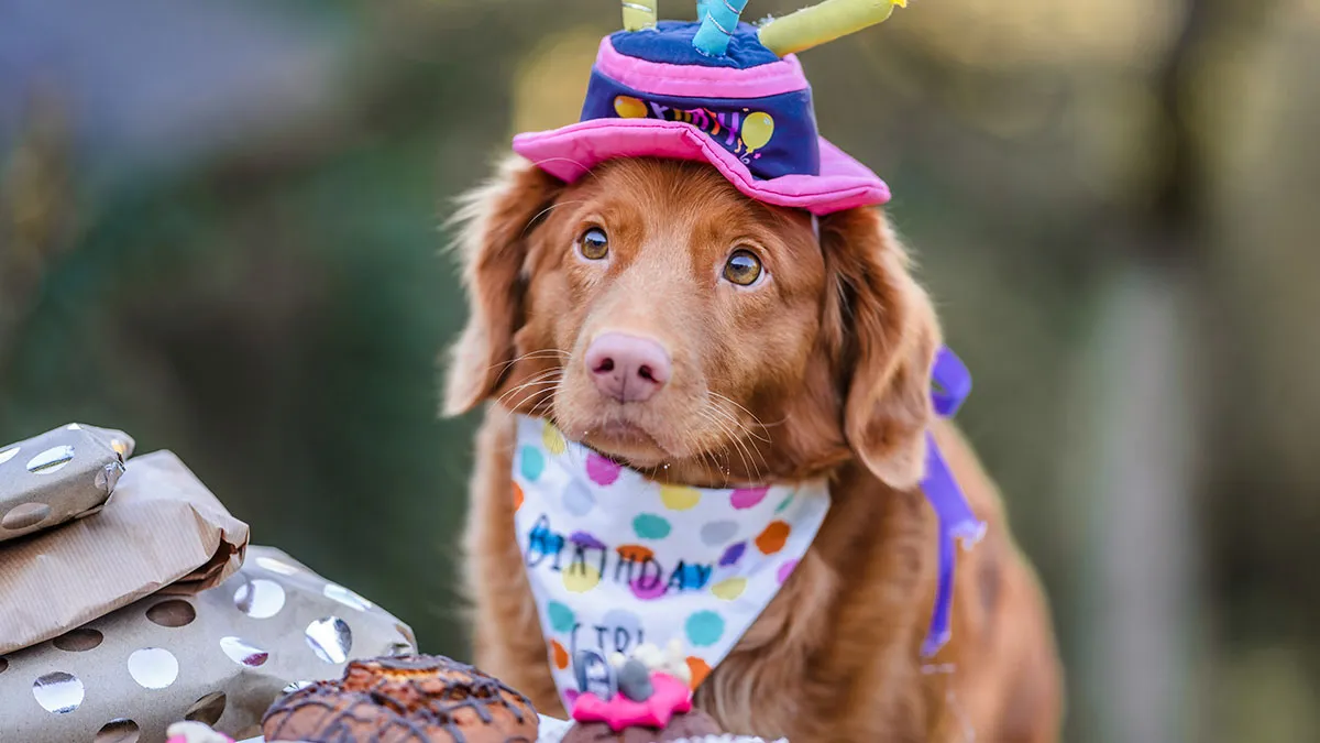 Cousin Chooses Dog’s Party Over Wedding, Bride Realizes Bentley The Beagle Means More Than Family