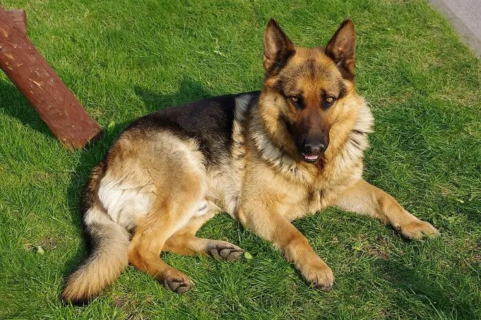 Take A Picture Of Your Dog So You Can Remember What Your Dog Looks Like. It Will Reduce Your Surprise When An Animal Walks Up And Starts Licking Your Hand