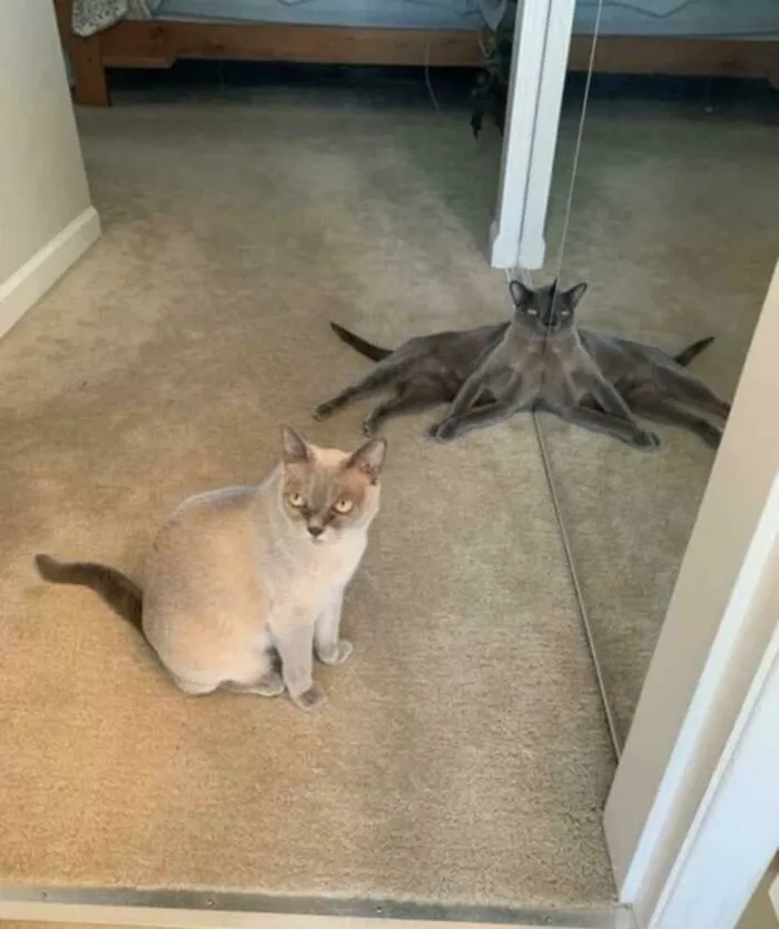 Blursed Cat