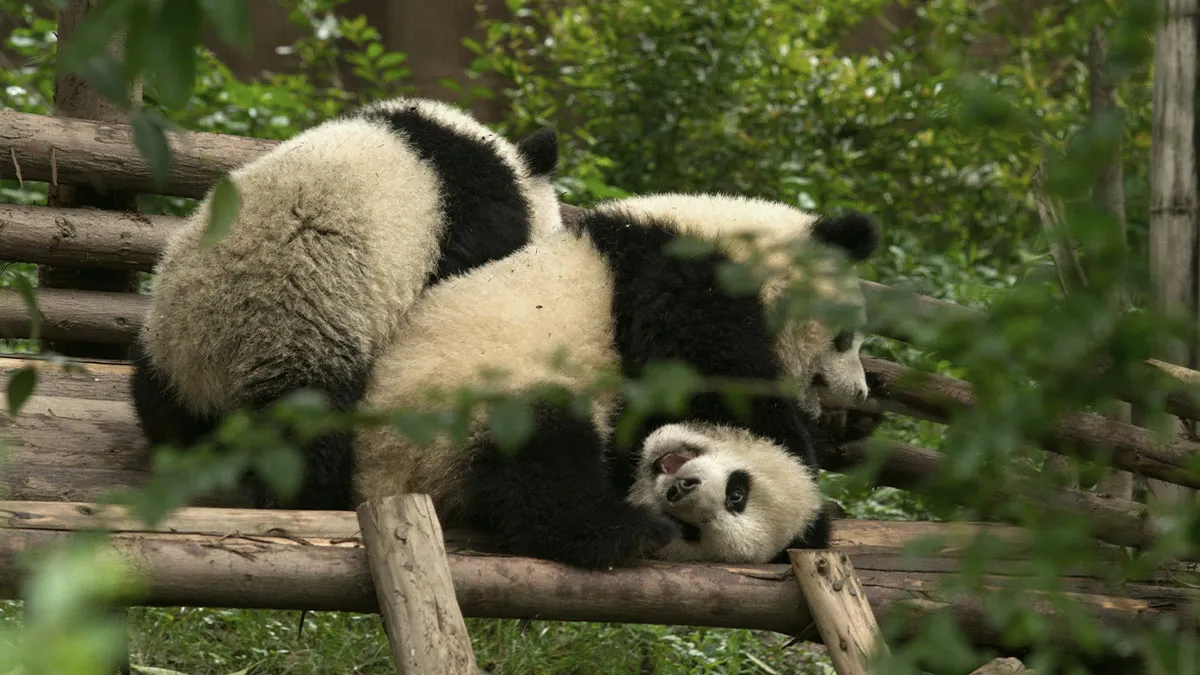 “Embarrassment” Of Pandas Might Be The Funniest Collective Noun In The Wild