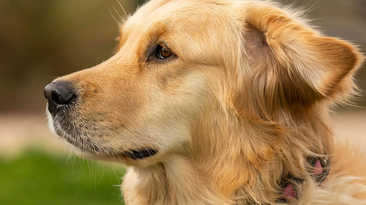 Kids Aren’t Allowed To Ride A Golden Retriever As A Horse, Dog Owner Shocked By Parents’ Reaction