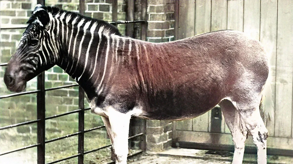 32 Animals That Sadly Went Extinct And Why