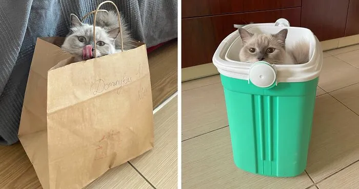 Hey Pandas, Share The Silliest Spot Your Pet Has Claimed As Their Throne (Closed)