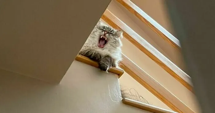 Hey Pandas, Share Your Funniest Accidental Photo (Closed)