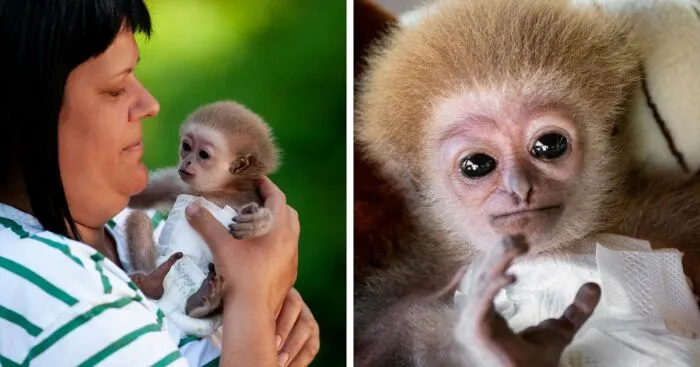Meet Baby Gibbon Miki, Who Was Injured And Abandoned By His Mother