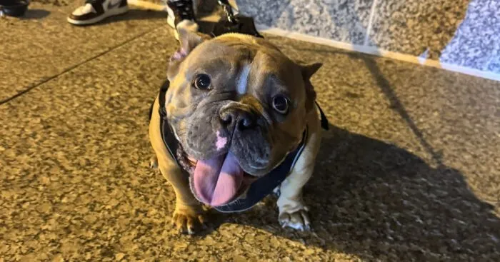 This Rescue Helped A Homeless Man Reunite With His Dog After Her Life-Saving Surgery