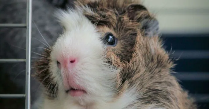 Deportation Crisis Leaves Guinea Pigs In Desperate Need Of Rescue