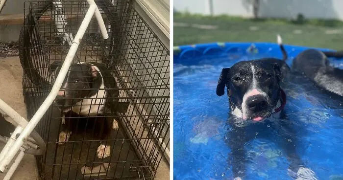 Oreo’s Rescue Journey Shows The Heart Of Famous Fido Rescue