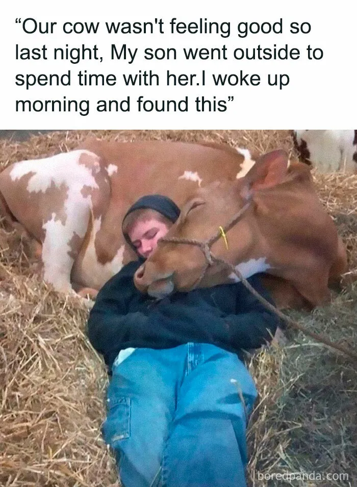Animal-Antics-Funny-Memes-Pics
