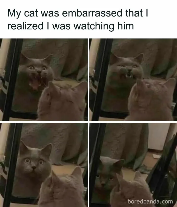 50 Animal Memes That Help People Forget Heavy Thoughts And Bring Smiles And Laughter