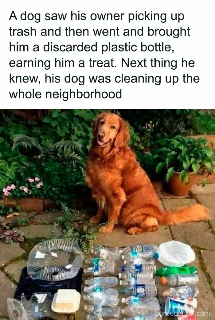 50 Animal Memes That Help People Forget Heavy Thoughts And Bring Smiles And Laughter