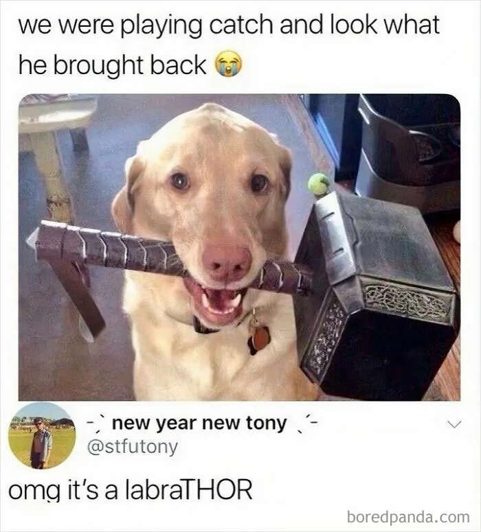 50 Animal Memes That Help People Forget Heavy Thoughts And Bring Smiles And Laughter
