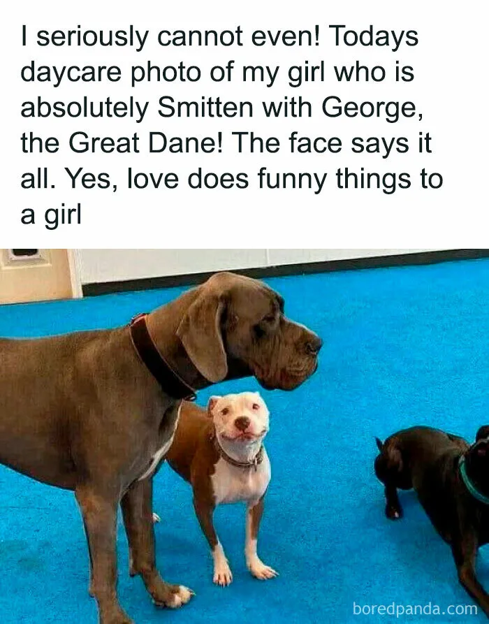 50 Animal Memes That Help People Forget Heavy Thoughts And Bring Smiles And Laughter