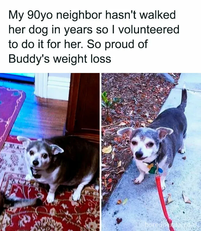 50 Animal Memes That Help People Forget Heavy Thoughts And Bring Smiles And Laughter