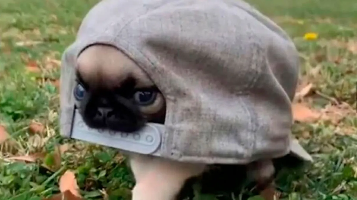 50 Animal Memes That Help People Forget Heavy Thoughts And Bring Smiles And Laughter