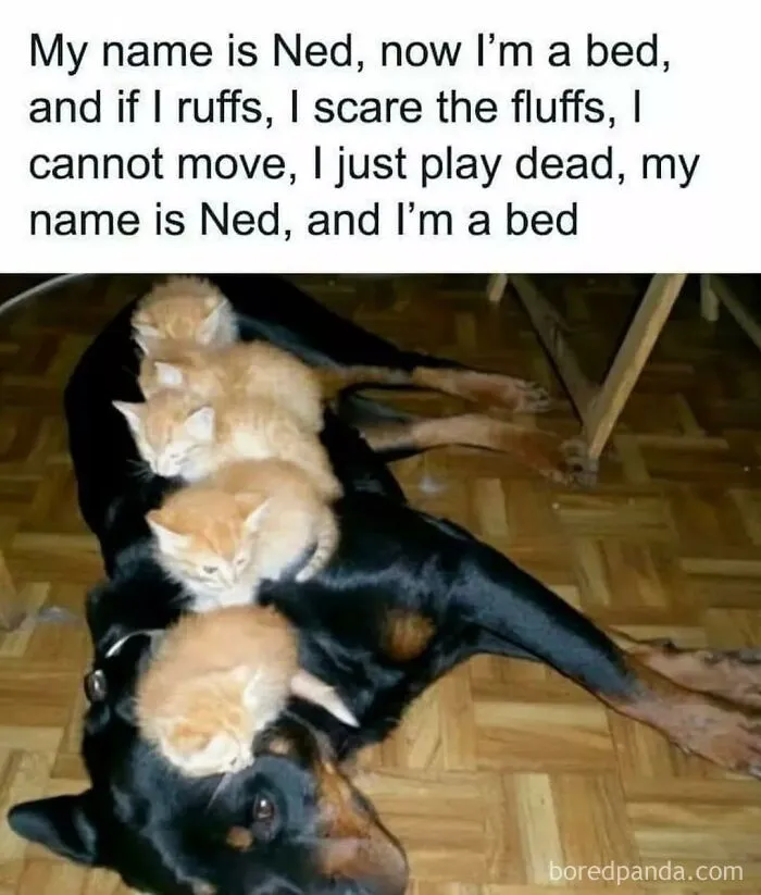 50 Hilariously Relatable Cat Memes That Are Probably Better Than Therapy