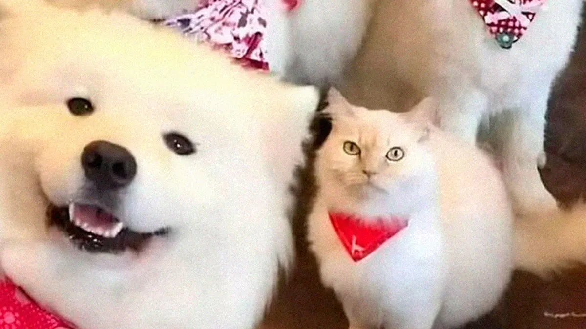50 Hilariously Relatable Cat Memes That Are Probably Better Than Therapy