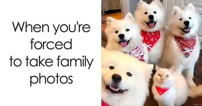 50 Hilariously Relatable Cat Memes That Are Probably Better Than Therapy