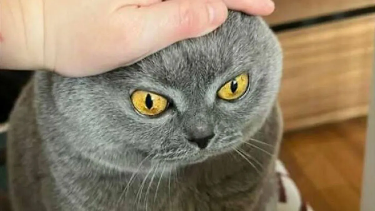 The Internet Asked For Laughter, These 50 Funny Cat Pics Delivered On Tiny Paws