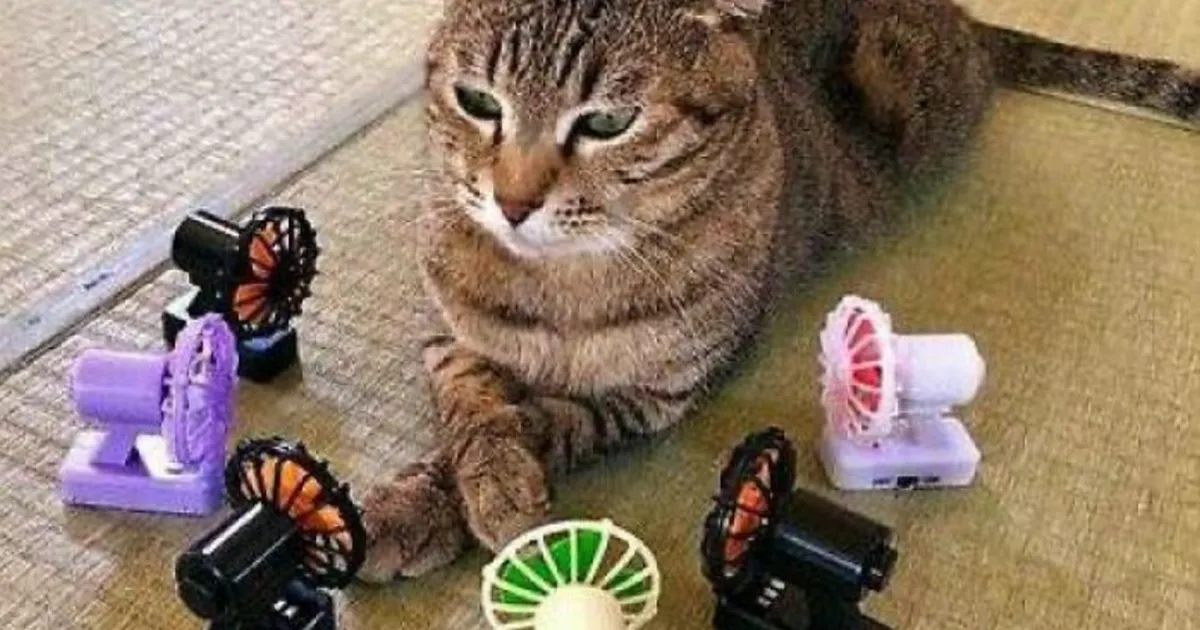 40 Divertidas fotos de gatos compartidas por esta página de Facebook