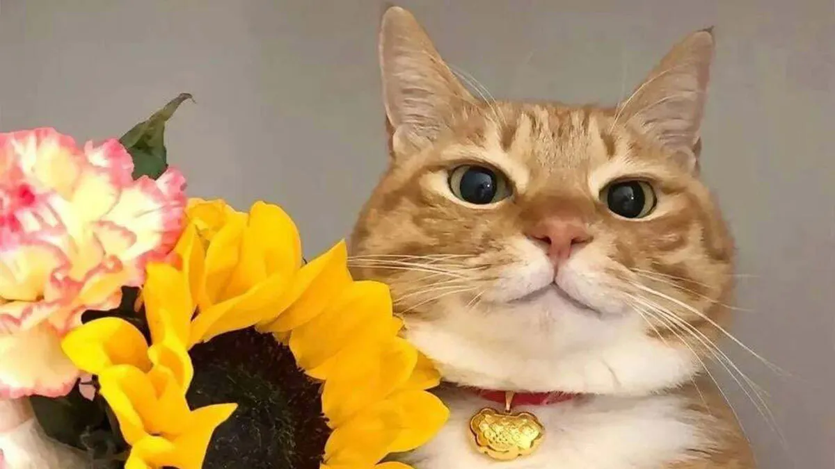 50 Times Orange Cats Reminded Us They’re Not Like Other Cats (New Pics)