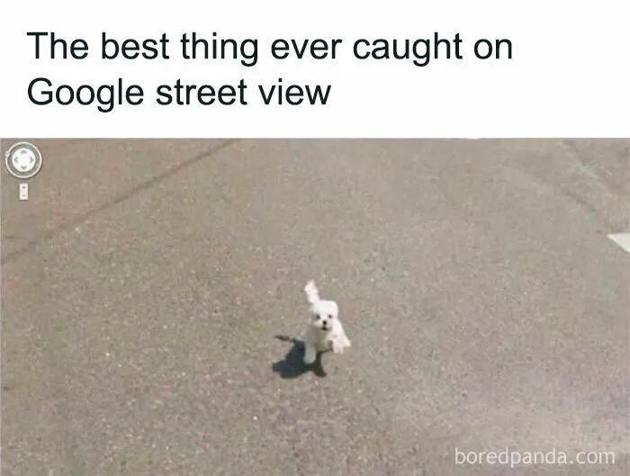 50 Funny Dog Memes That Are A True Ray Of Sunshine On A Tiring Day
