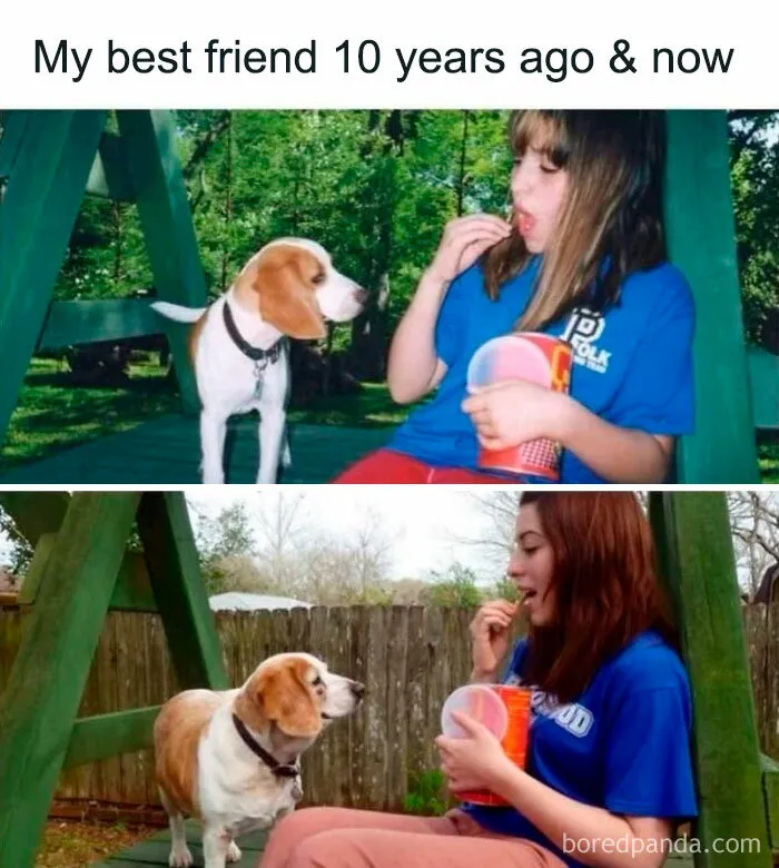 50 Funny Dog Memes That Are A True Ray Of Sunshine On A Tiring Day