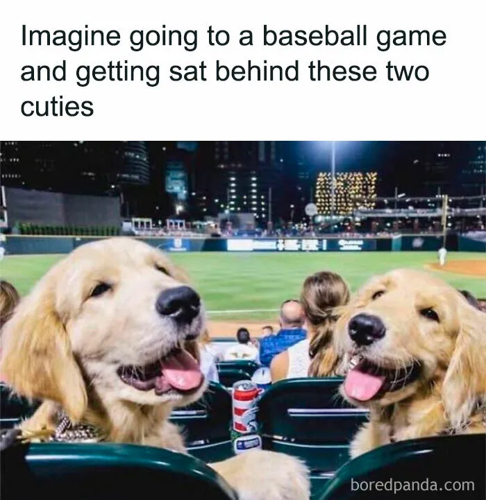 50 Funny Dog Memes That Are A True Ray Of Sunshine On A Tiring Day